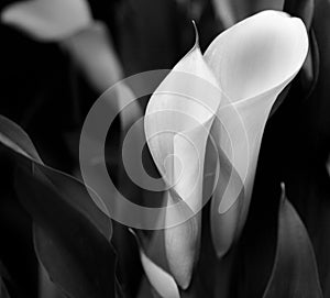 Black & White Calla Lilies