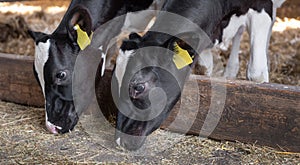black and white calves feed inside barn on dutch farm in holland