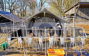 Black and white calves in an open barn