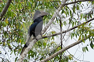 Black-and-white-casqued Hornbill - Bycanistes subcylindricus