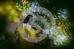 Black-and-white-casqued hornbill, Bycanistes subcylindricus, large black and white bird in nature forest habitat. grey-cheeked