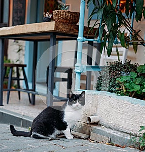 black and white cat