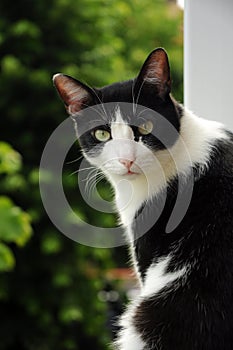 Black and white cat