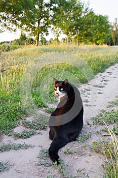 Black and white cat