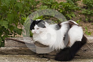 Black and white cat