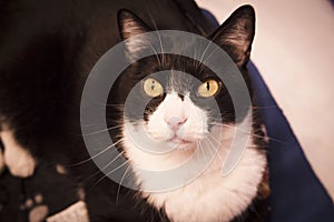 Black and white cat with alert expression