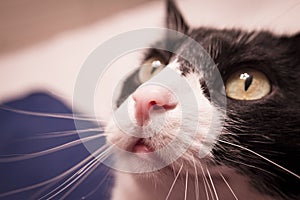 Black and white cat with alert expression