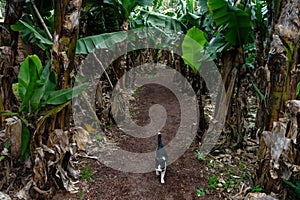 A black and white cat amidst a banana plantation.