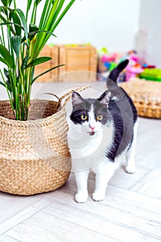 Black and white cat ant a green plant in a wicker basket. Vertical photo