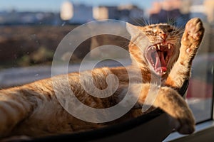 Black and white cat approaches tabby cat lying on a bed at the window and smells its snout