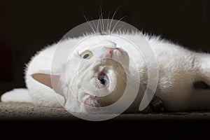 Black and white cat back