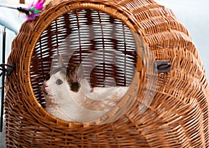 Black white cat basket