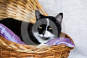Black and white cat in a basket