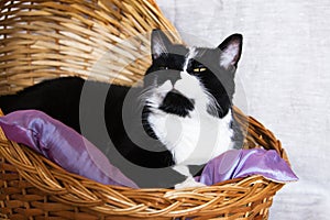 Black and white cat in a basket