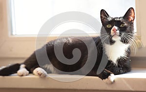 Black and white cat basking in the sun