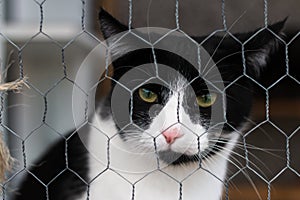 Black and white cat behind a metal fence staring at the camera