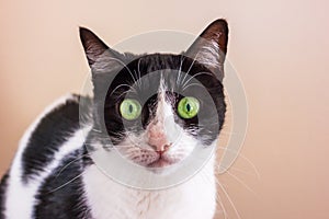 Black and white cat with big green eyes is looking straight into the camera