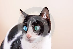 Black and white cat with big green eyes looks away