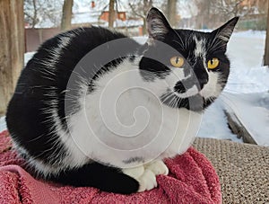 A black and white cat, with big yellow eyes, sits on a red rug, against the backdrop of a snowy landscape