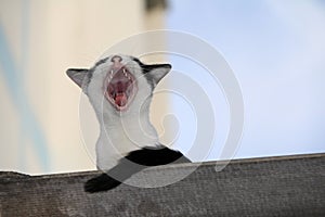 Black and white cat with black tail, Sitting and gape on the cover of house.