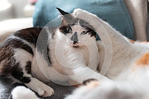 Black and white cat with blue eyes plays with another white cat on a sofa