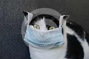 Black and white cat in blue mask looks at camera, green eyes