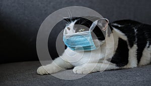 Black and white cat in blue mask, sit on sofa, green eyes