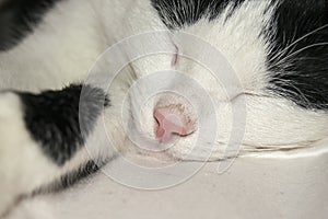 The black-white cat is cat is sleeping. Pink cat nose and wool close-up.