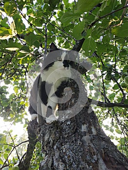 Black and White Cat Climb On the Tree