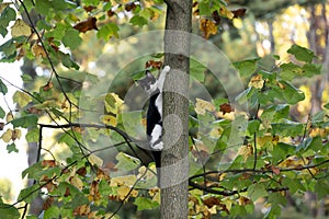 Black and white cat climbing a tree