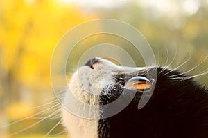 Black and white Cat Close-up Portrait