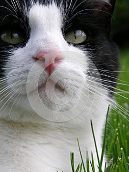 Black and white cat closeup