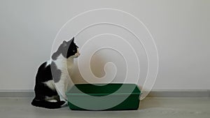 Black and white cat comes to a large green tray, sniffs an unfamiliar smell and sits next