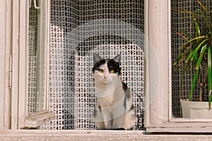 Black and white cat domestic pet on window sill outside photography foreshortening from street