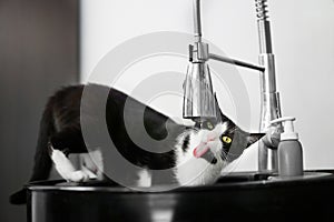 Black and white cat drinking water from kitchen sink tap