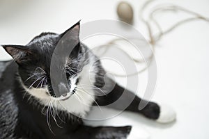 black and white cat and easter eggs