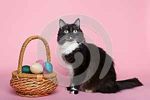 Black and white cat and easter eggs in wicker basket