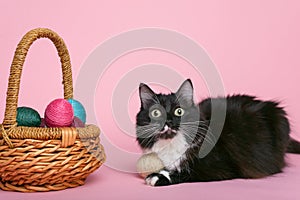 Black and white cat and easter eggs in wicker basket