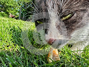 Black-white cat eat food.Black-white cat on green grass