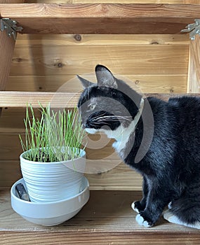 Black and White Cat Eating Cat Grass