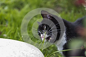 A black and white cat is eating grass on the lawn