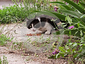 Black and white cat eats dry food