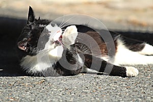 A black and white cat enjoys the sun