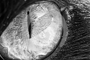 Black and White cat eye