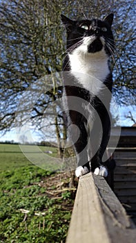 Black and white cat on a fence in countryside