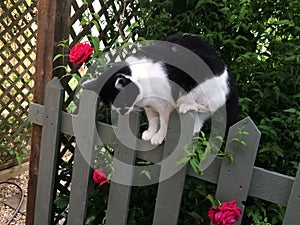 A black and White cat on a fence with roses