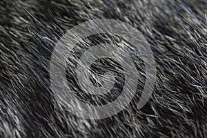 Black and white cat fur texture
