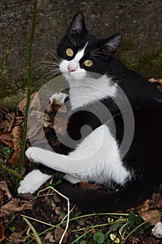 The black and white cat in the garden.