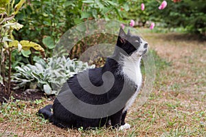 Cat in a garden