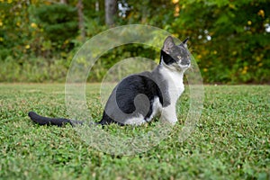 Black and white cat in the grass